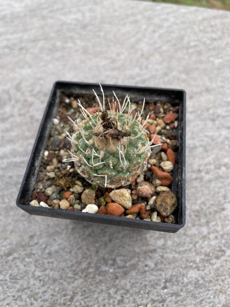 Strombocactus disciformis